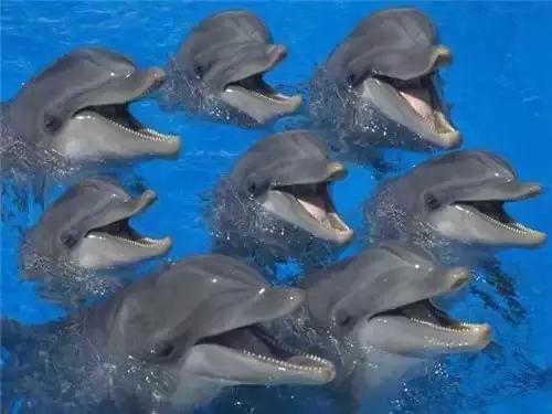 团体照海豚